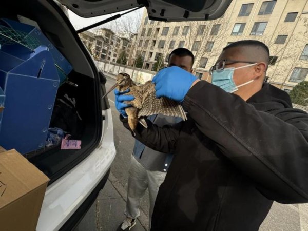 第一证券 国家二级保护动物受伤，阜石路第四社区接力救助